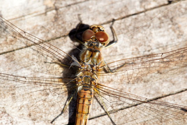 Viervlek (Libellula quadrimaculata)