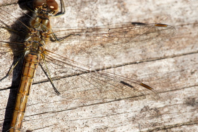 Viervlek (Libellula quadrimaculata)