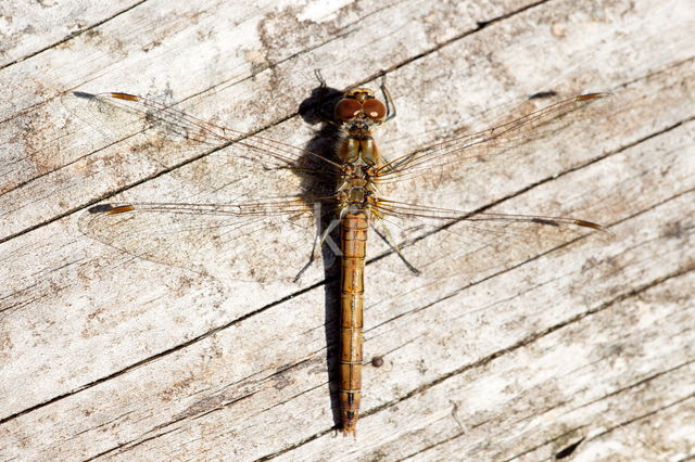 Viervlek (Libellula quadrimaculata)