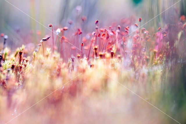 Gewoon haarmos (Polytrichum commune)