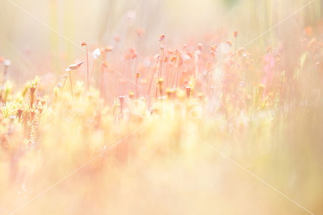 haircap moss (Polytrichum commune)