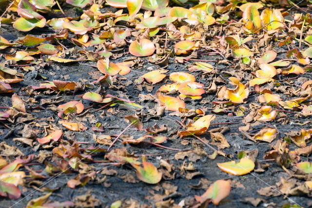 Gele plomp (Nuphar lutea)