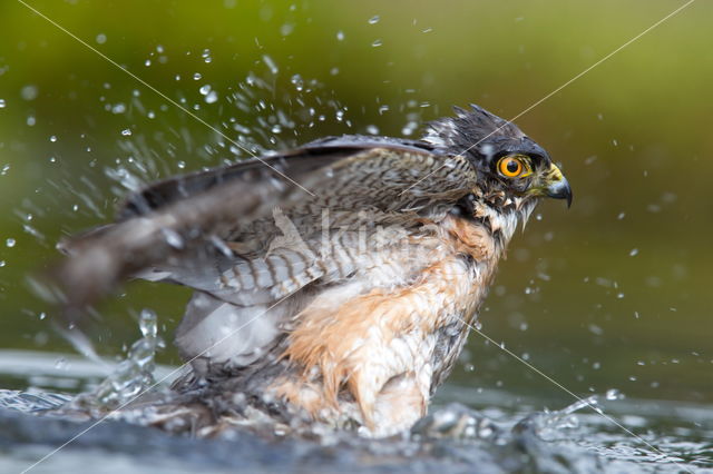 Sparrow Hawk (Accipiter nisus)