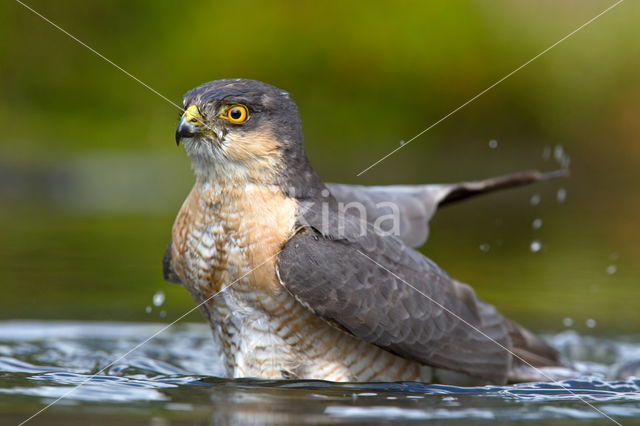 Sperwer (Accipiter nisus)