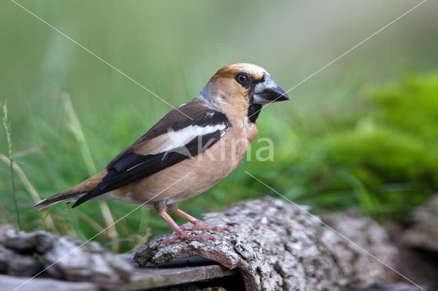 Hawfinch (Coccothraustes coccothraustes)