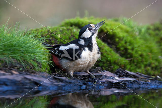 Great Spotted Woodpecker (Dendrocopos major)