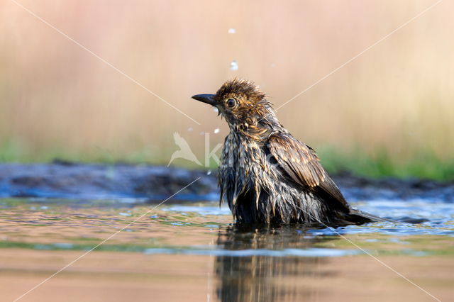 Song Thrush (Turdus philomelos)