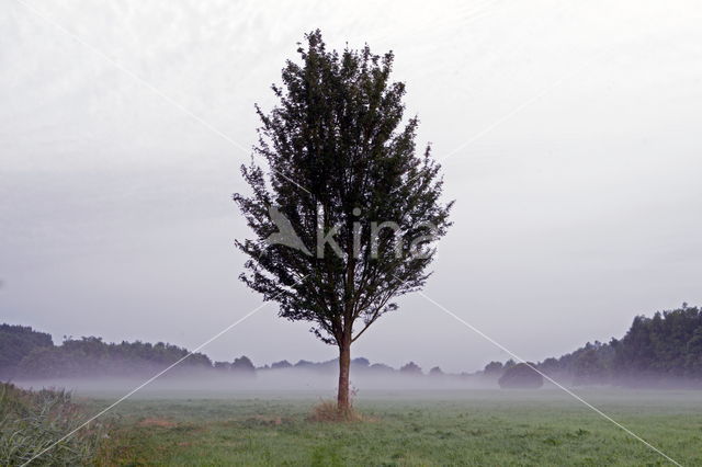 Beekdal Oude Diep Het Drentse Landschap