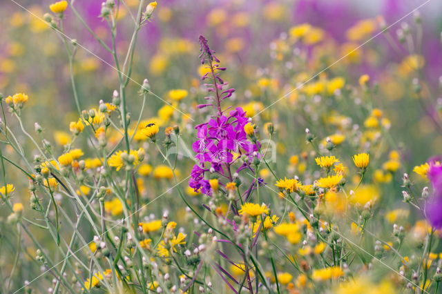 Wilgeroosje (Chamerion angustifolium)