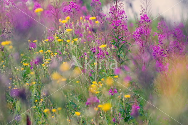 Wilgeroosje (Chamerion angustifolium)