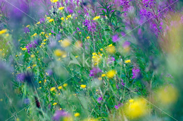 Wilgeroosje (Chamerion angustifolium)