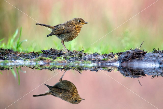 European Robin (Erithacus rubecula)