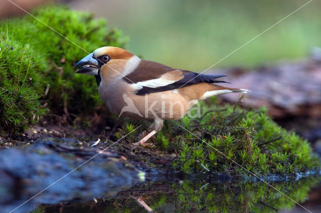 Hawfinch (Coccothraustes coccothraustes)