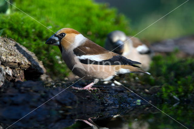 Appelvink (Coccothraustes coccothraustes)