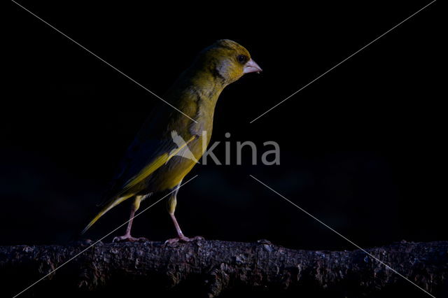 Groenling (Carduelis chloris)