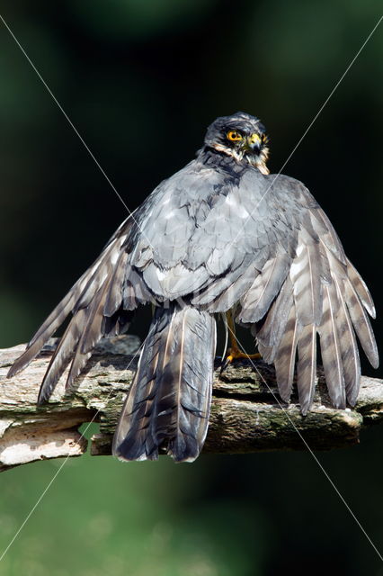 Sperwer (Accipiter nisus)