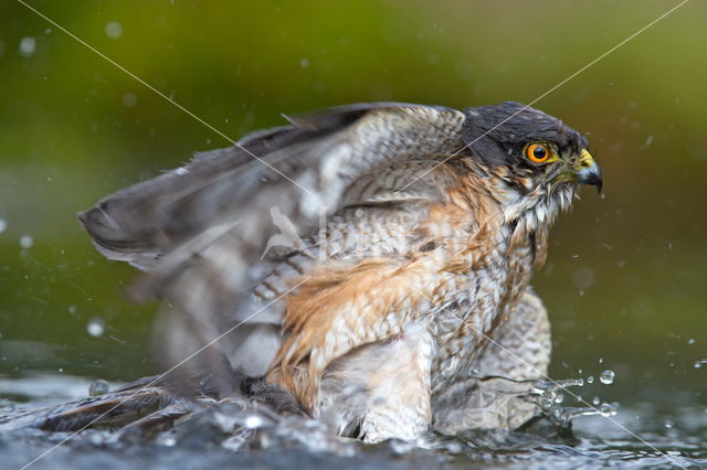 Sparrow Hawk (Accipiter nisus)