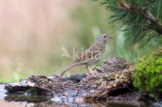 Song Thrush (Turdus philomelos)