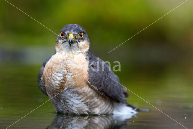 Sperwer (Accipiter nisus)