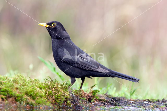 Eurasian Blackbird (Turdus merula)