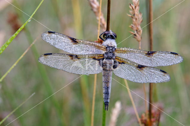 Viervlek (Libellula quadrimaculata)