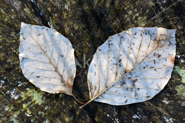 Gewone vogelkers (Prunus padus)