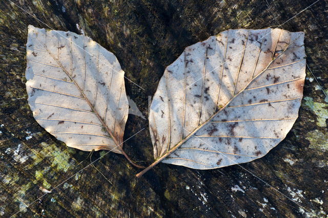 Gewone vogelkers (Prunus padus)