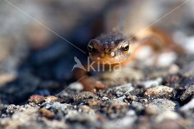 Salamander (Caudata)