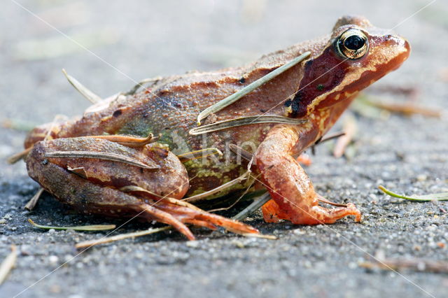 Bruine kikker (Rana temporaria)