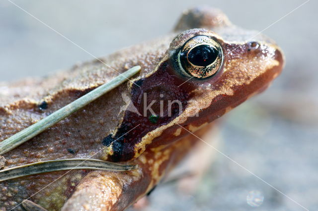 Common Frog (Rana temporaria)