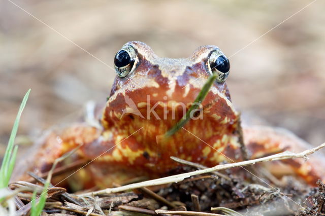 Bruine kikker (Rana temporaria)