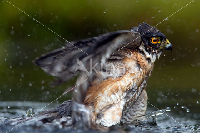 Sparrow Hawk (Accipiter nisus)