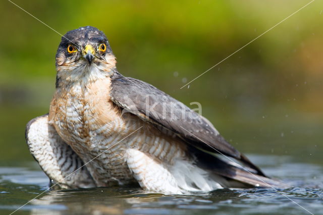 Sparrow Hawk (Accipiter nisus)