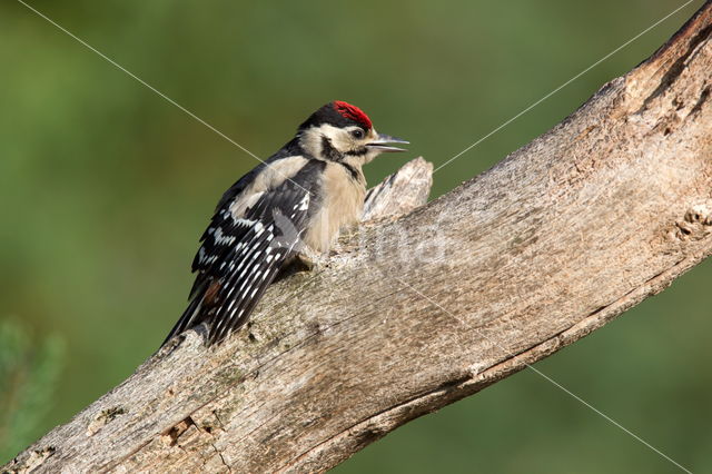 Great Spotted Woodpecker (Dendrocopos major)