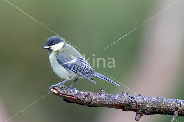 Great Tit (Parus major)