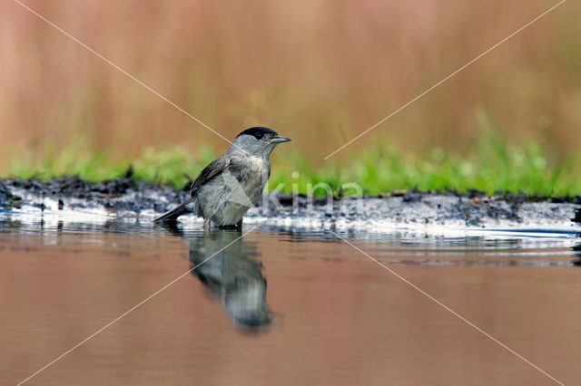 Blackcap (Sylvia atricapilla)