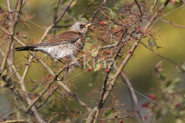 Fieldfare (Turdus pilaris)