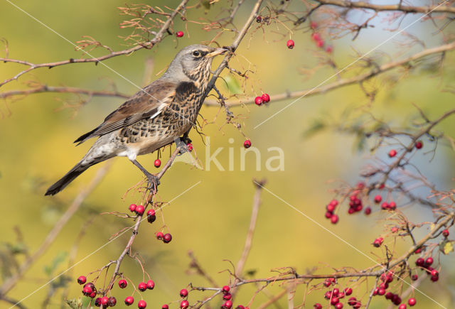 Fieldfare (Turdus pilaris)