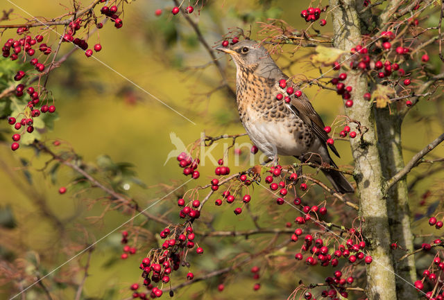 Kramsvogel (Turdus pilaris)