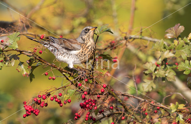 Fieldfare (Turdus pilaris)