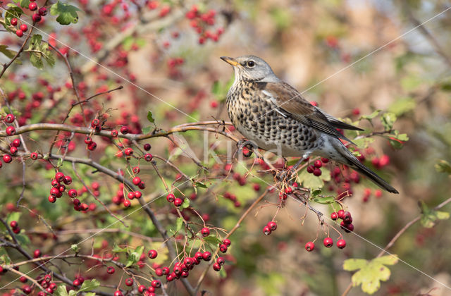 Fieldfare (Turdus pilaris)