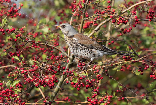 Fieldfare (Turdus pilaris)