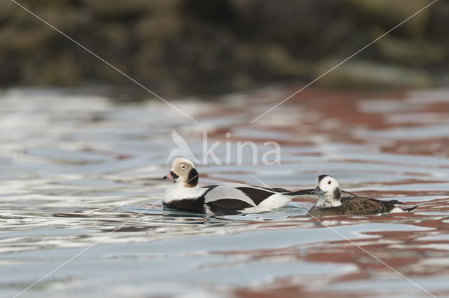 IJseend (Clangula hyemalis)