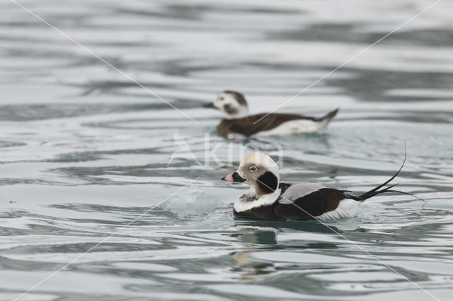 Long-tailed Duck