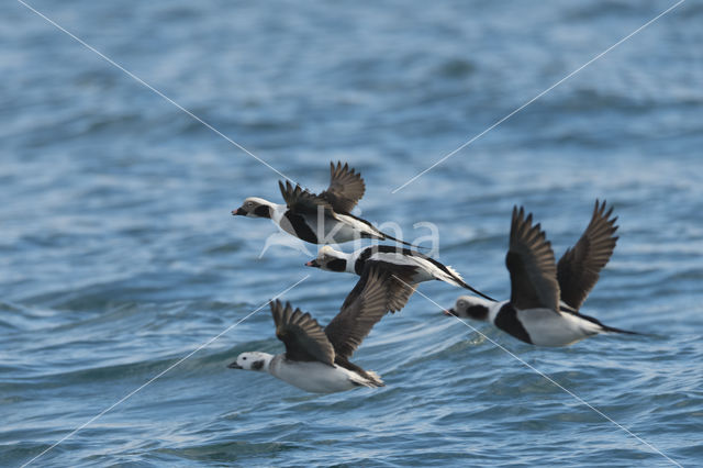 Long-tailed Duck