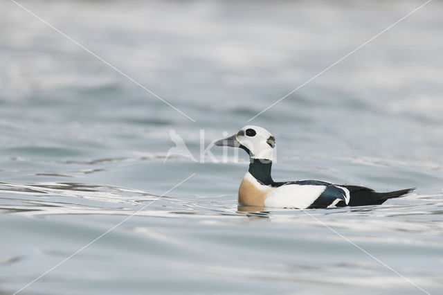 Steller's Eider (Polysticta stelleri)