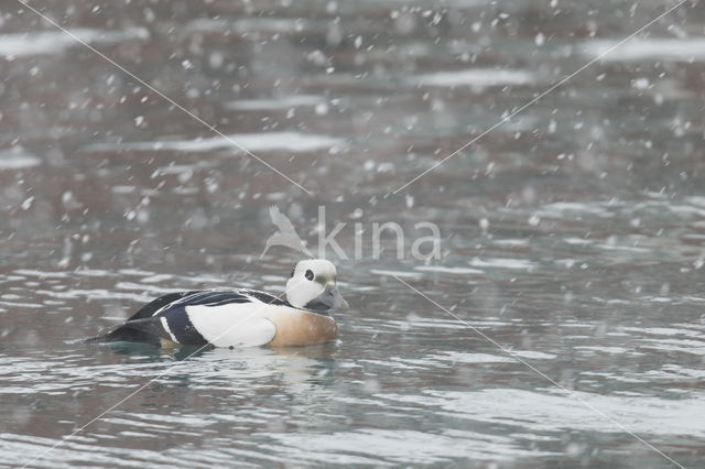 Steller's Eider (Polysticta stelleri)