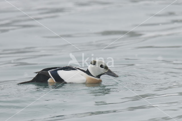 Steller's Eider (Polysticta stelleri)