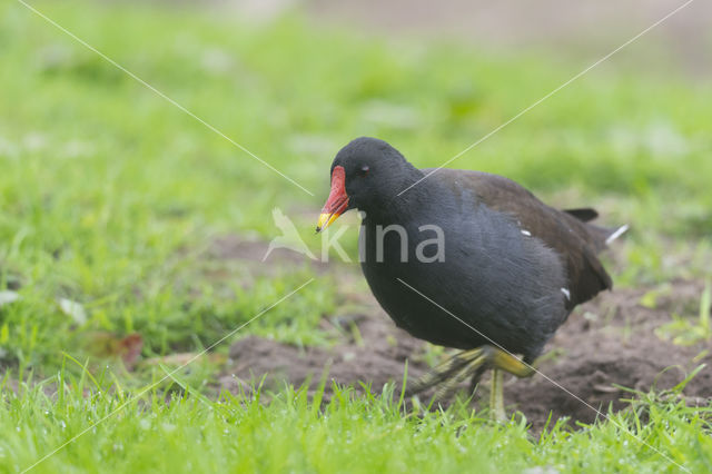 Waterhoen (Gallinula chloropus)