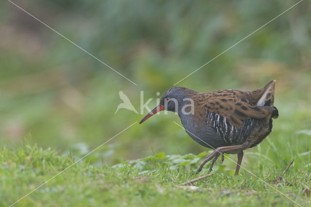 Waterrail (Rallus aquaticus)